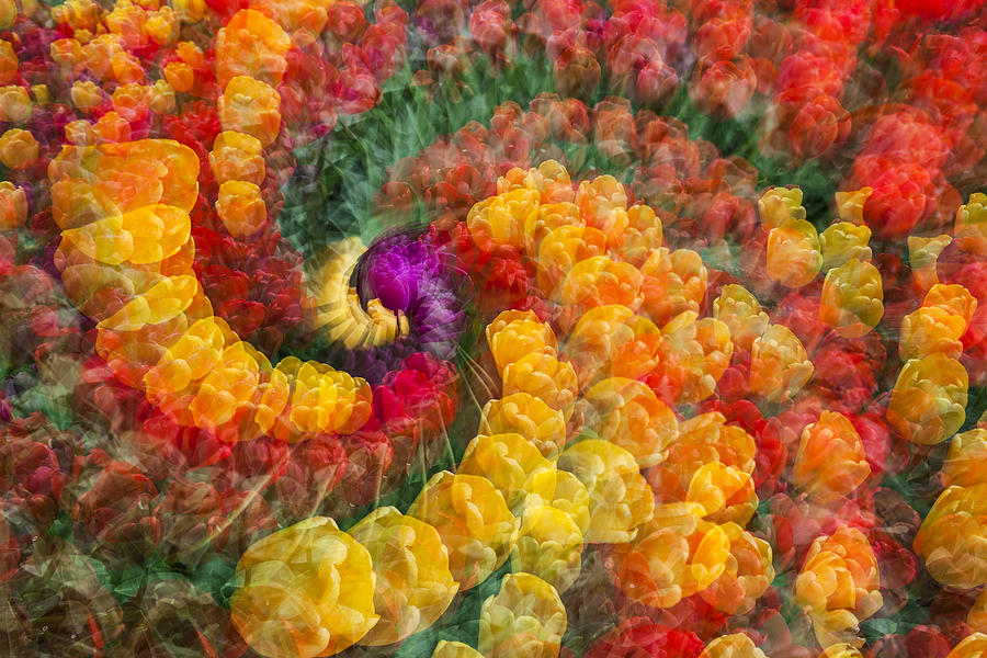Tulip spiral Photograph by Yoshiki Nakamura