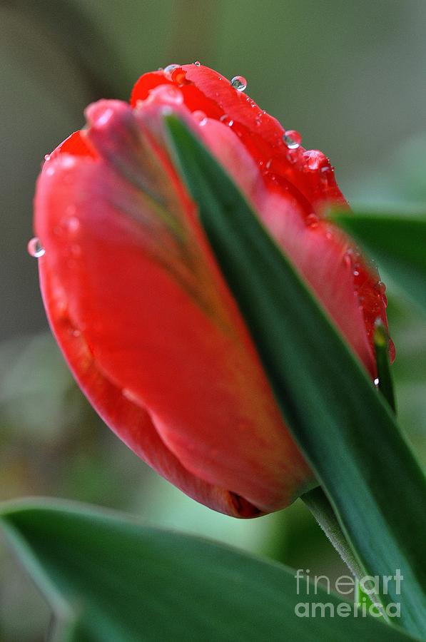 Tulip #1 Photograph by Sylvie Leandre