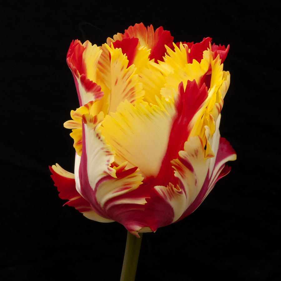 Tulipa Bright Parrot Photograph by Dawn Black - Fine Art America