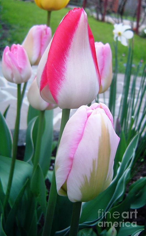 Tulips #1 Photograph by Amalia Suruceanu