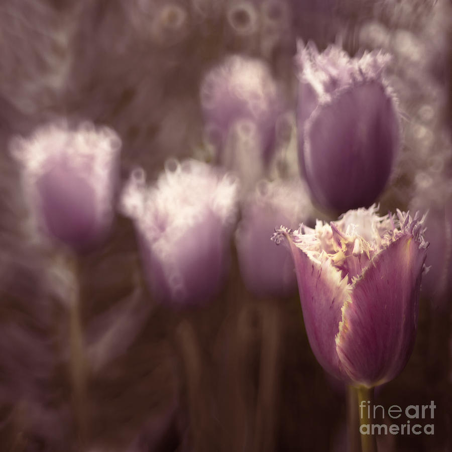 Tulips #1 Photograph by Ang El