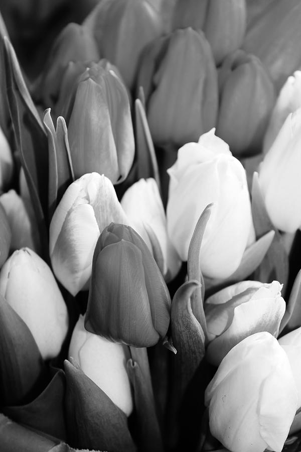 Tulips in Black and White. #1 Photograph by Bruce Bley