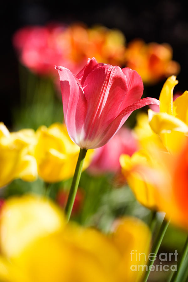 Flower Photograph - Tulips #1 by Kati Finell