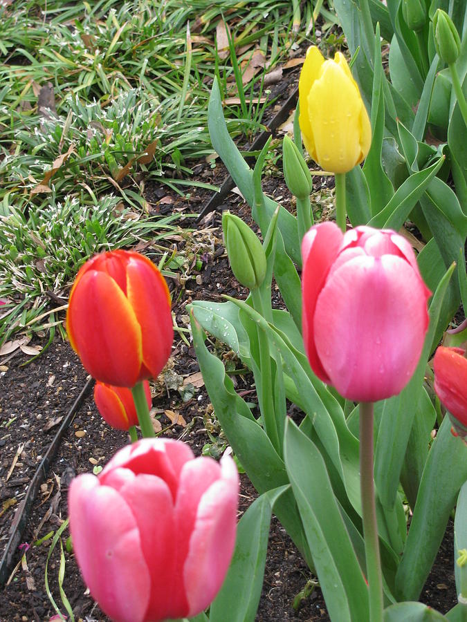 Tulips  #1 Photograph by Shawn Hughes
