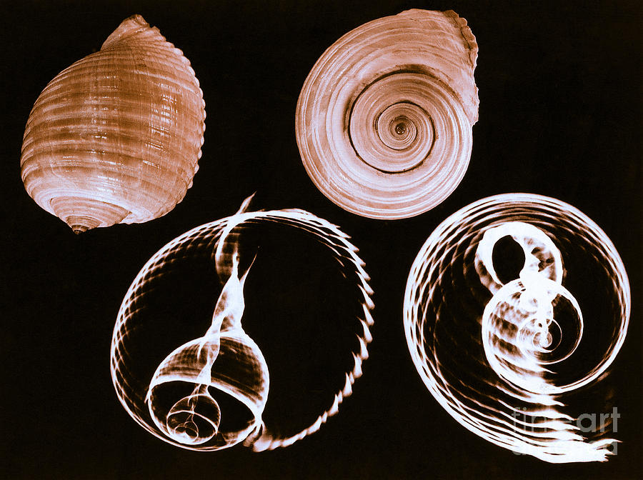 Shell Photograph - Tun Shell X-ray #1 by Photo Researchers