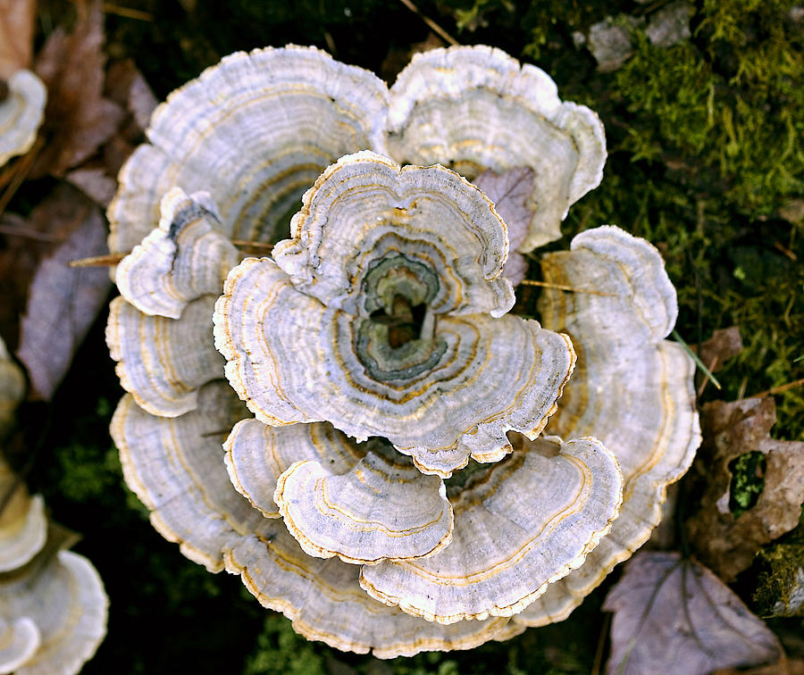 Turkey Tail #1 Photograph by Frank Winters