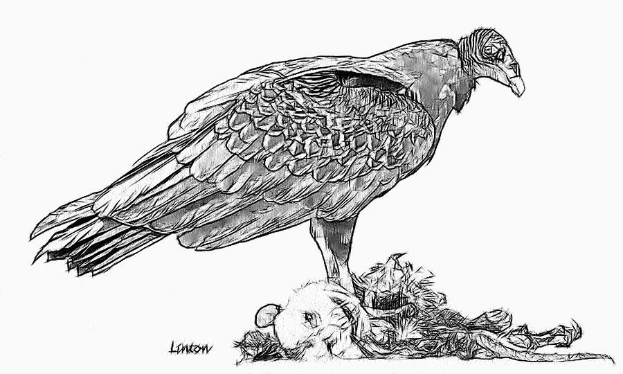 Turkey Vulture #1 Digital Art by Larry Linton