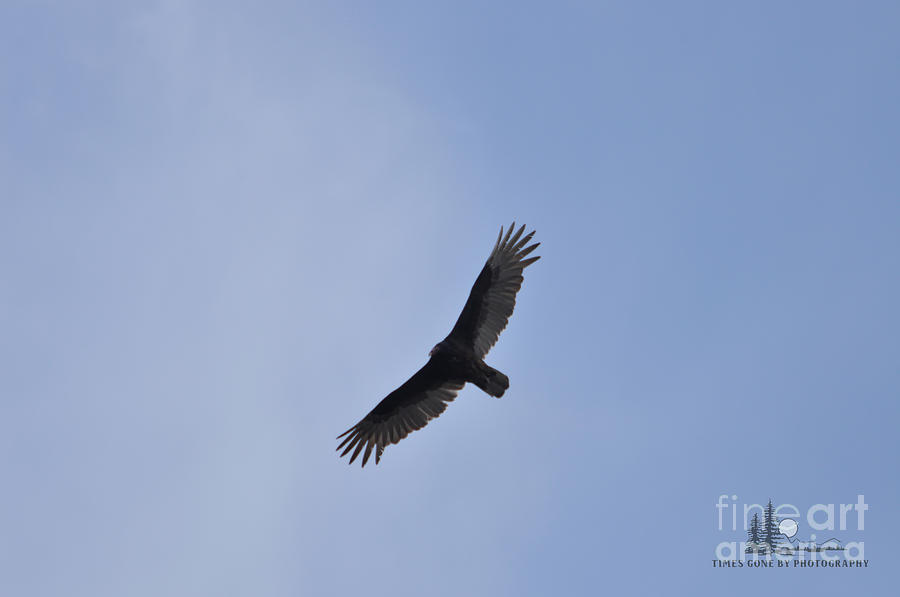 Turkey Vulture #1 Photograph by Ronald Grogan