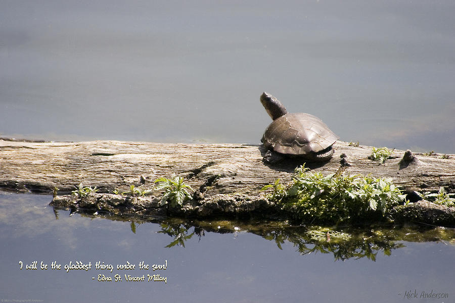 Turtle on a Log #1 Photograph by Mick Anderson