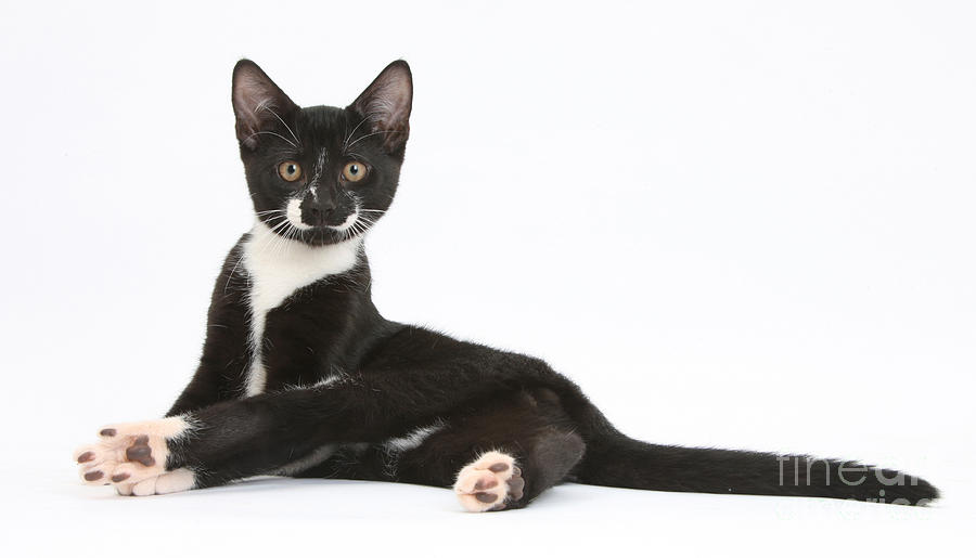 Tuxedo Kitten #1 Photograph by Mark Taylor