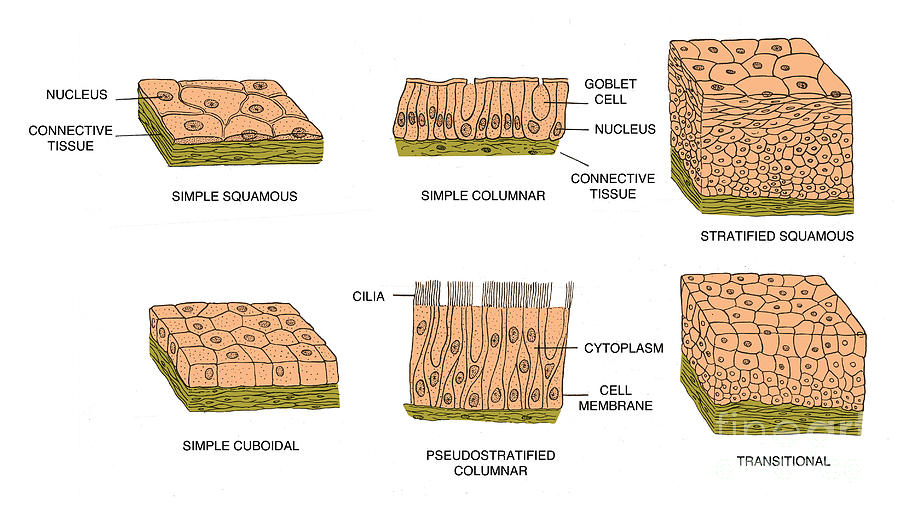 Types Of Epithelial Cells #1 Photograph by Science Source