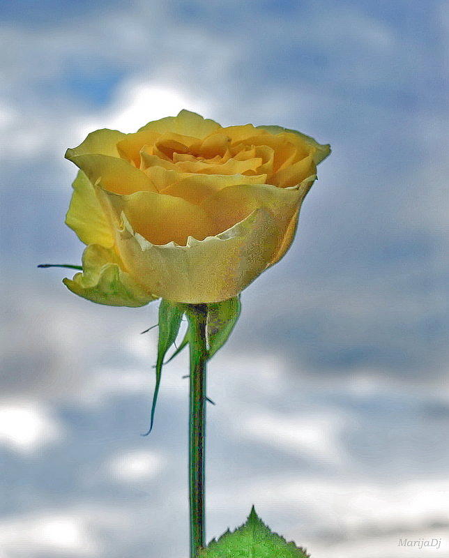 Rose Photograph - U r my sky... #1 by Marija Djedovic