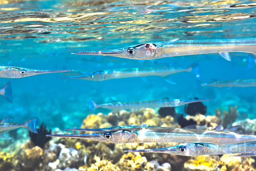 Fish Photograph - Underwater #1 by MotHaiBaPhoto Prints