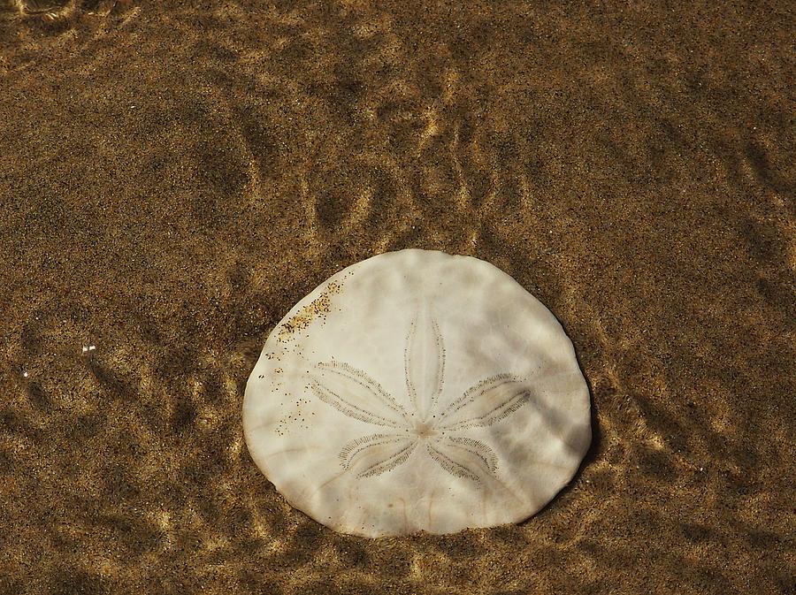 Underwater Sand Dollar by Angi Parks