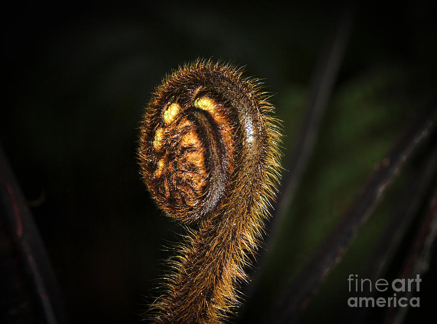 Unfolding fern frond #1 Photograph by Fran Woods