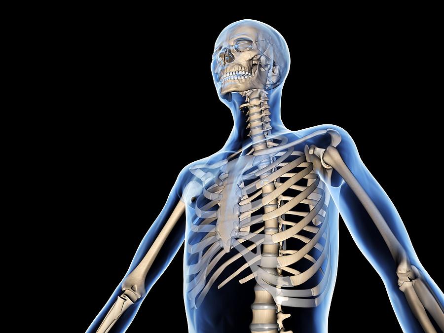 Skeleton Photograph - Upper Body Skeleton, Computer Artwork #1 by Pasieka