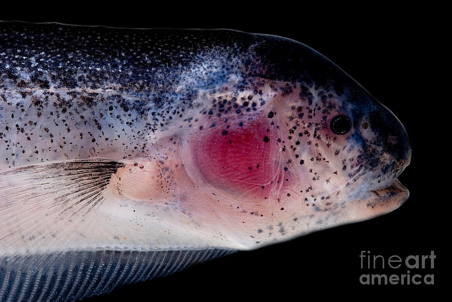 Vampire Knife Fish #1 Photograph by Dant Fenolio