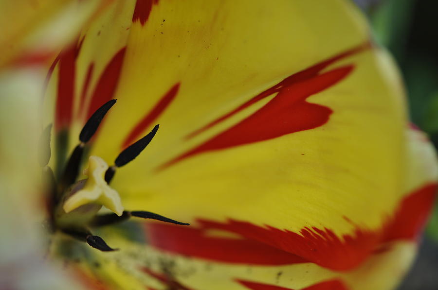 Variegated Tulip #1 Photograph by Rob Hemphill