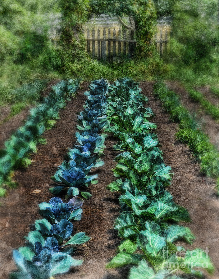 Cabbage Photograph - Vegetable Garden #1 by Jill Battaglia