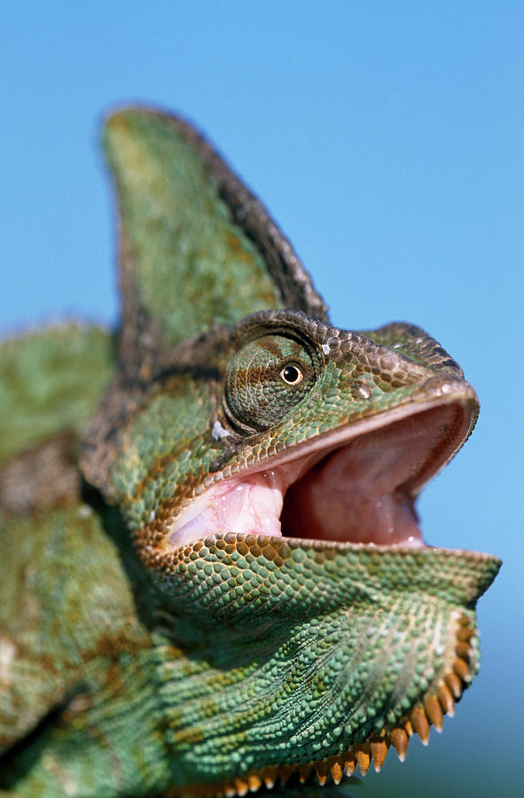 Veiled Chameleon Chamaeleo Calyptratus Photograph by Ingo Arndt