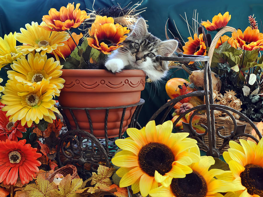 Animal Photograph - Venus - Cute Kitten in Bicycle Flower Planter - Kitty Cat in Sunflowers and Gerberas #1 by Chantal PhotoPix