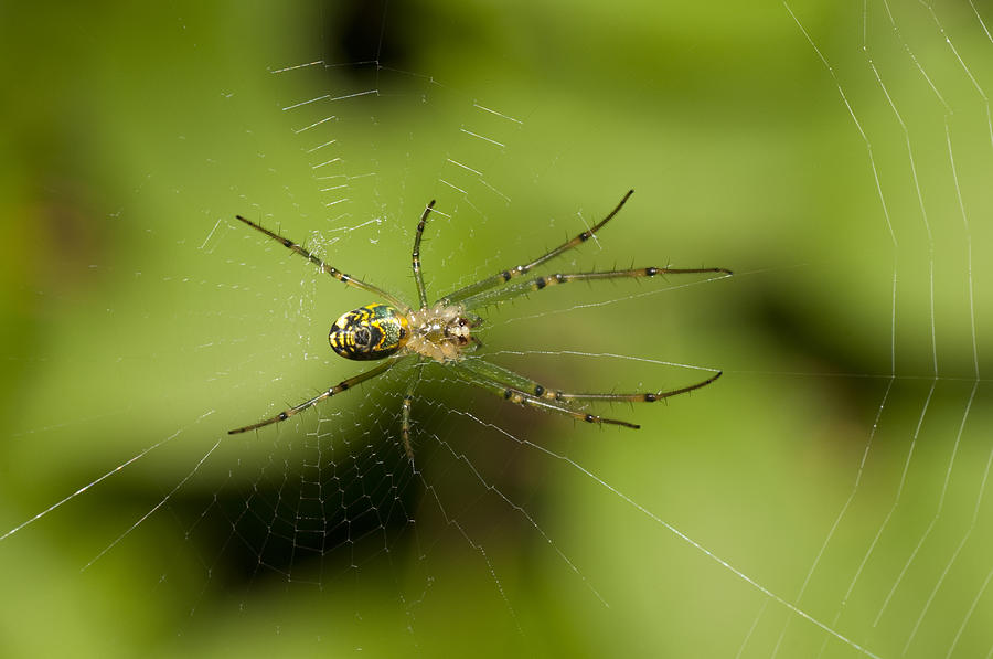 Venusta Orchard Spider Photograph by Derek Burke | Fine Art America