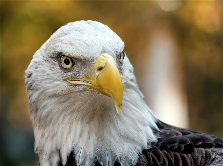 Veterans Day NYC 11 11 11 Challenger Bald Eagle #1 Photograph by Robert Ullmann