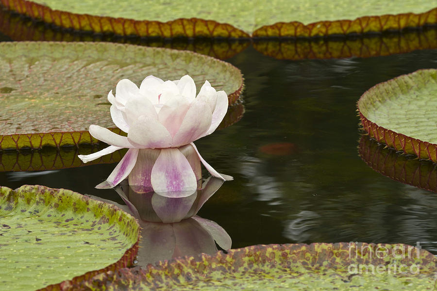 Lily Photograph - Water Lily Victoria Amazonica by Heiko Koehrer-Wagner