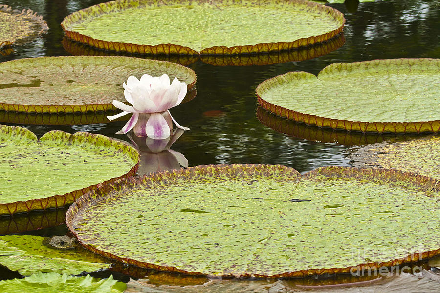 Giant Water Lily Victoria Amazonica Photograph by Heiko Koehrer-Wagner