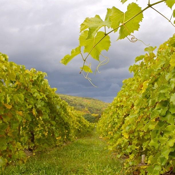 Landscape Photograph - Vineyard View #1 by Justin Connor