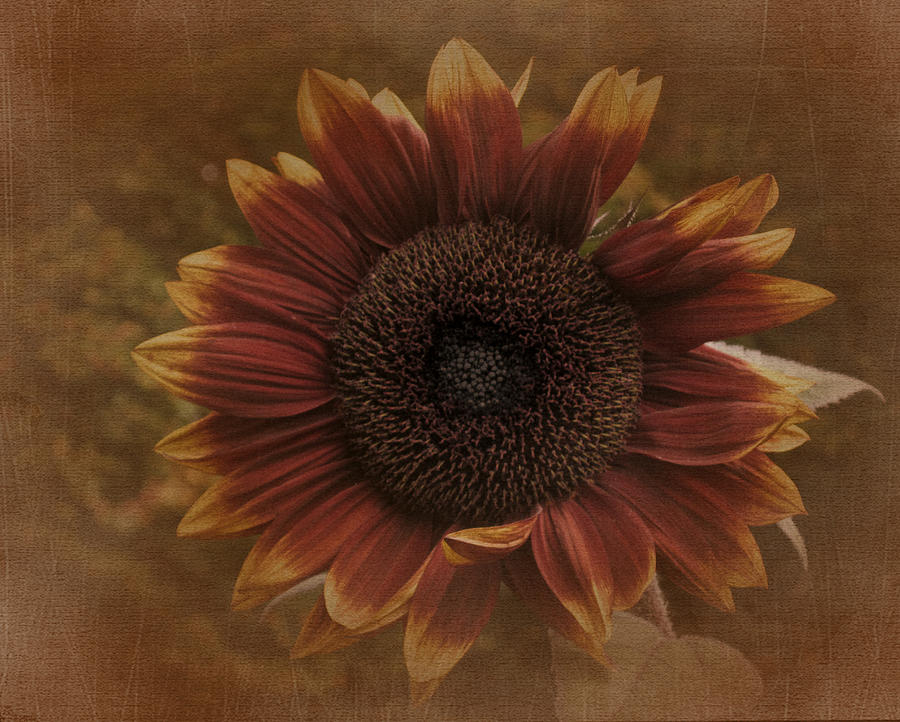 Vintage Brown Sunflower #1 Photograph by Richard Cummings