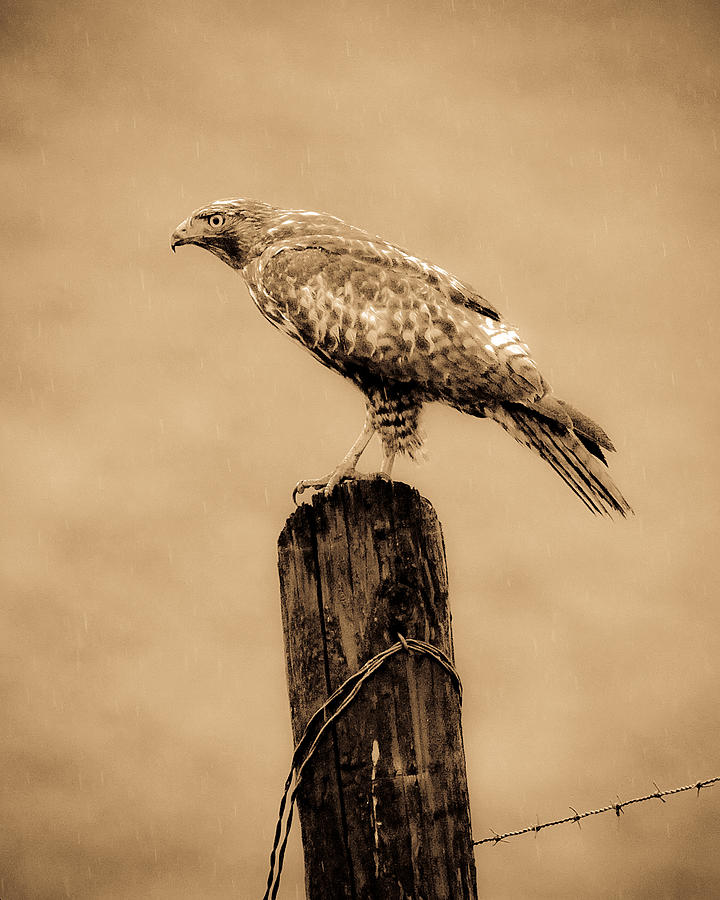 Vintage Hawk #2 Photograph by Steve McKinzie
