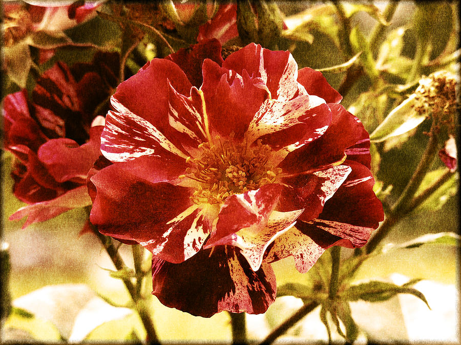 Vintage Rose Photograph by Bonnie Bruno