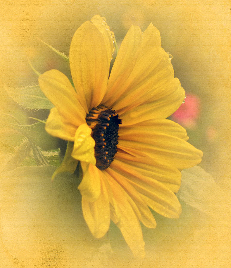 Vintage Sunflower  #1 Photograph by Richard Cummings