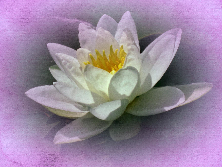 Vintage Water Lily  #1 Photograph by Richard Cummings