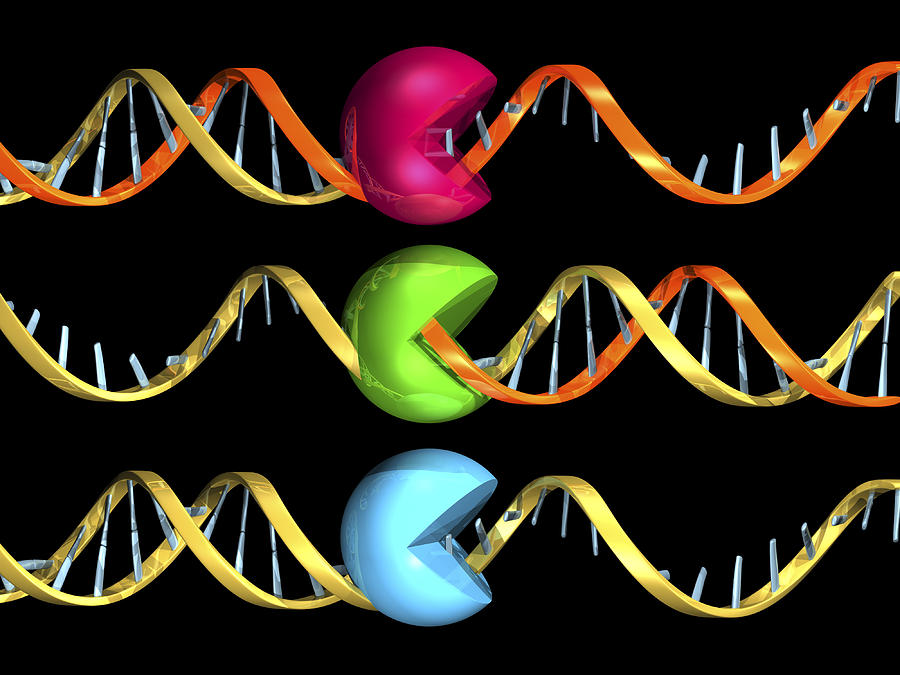 C днк. DNA Hobby.