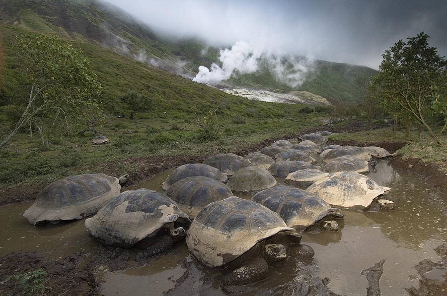 Volcan Alcedo Giant Tortoise Geochelone #1 Photograph by Pete Oxford