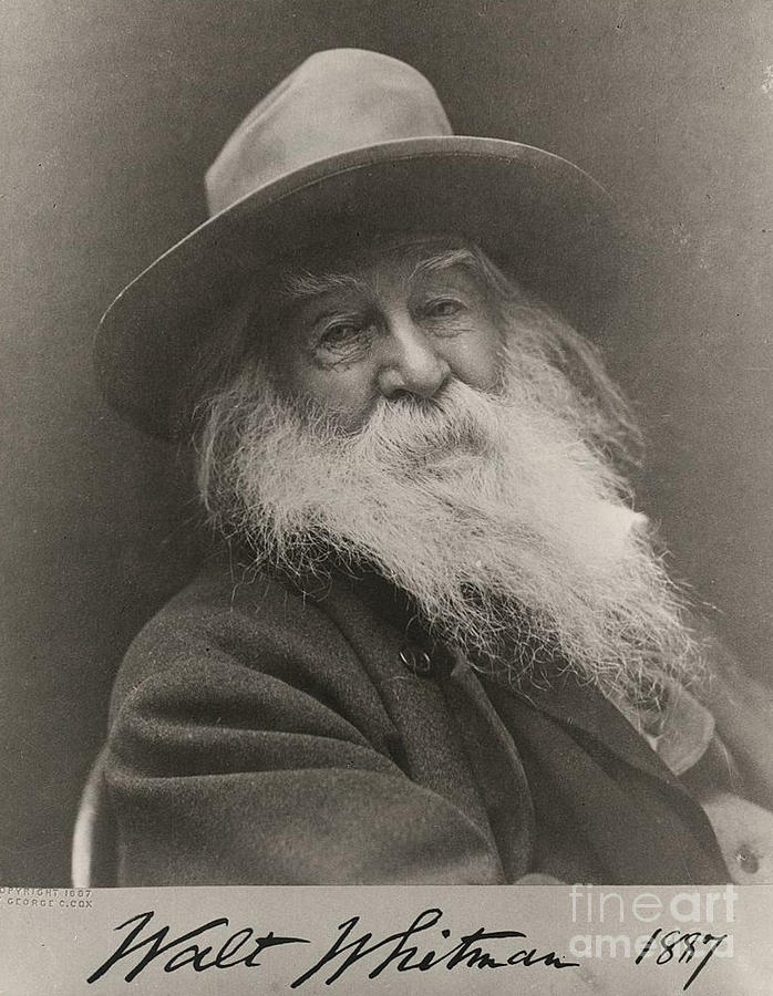 Portrait Photograph - Walt Whitman by Photo Researchers
