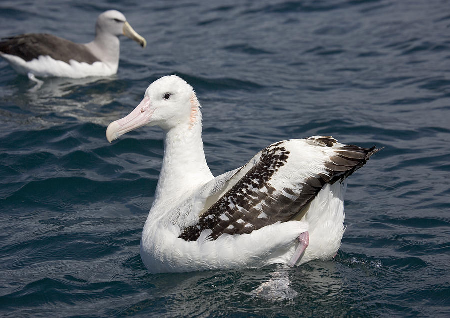 Wandering Albatross Photograph by Bob Gibbons