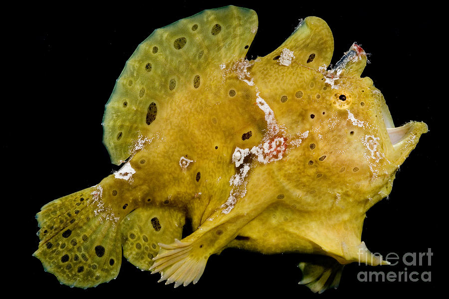 Warty Frogfish #1 Photograph by Dant Fenolio