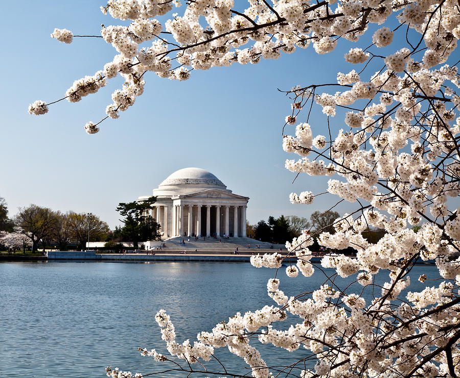 Flower Photograph - Washington DC Jefferson Memorial with Cherry Blossoms #1 by Dasha Rosato