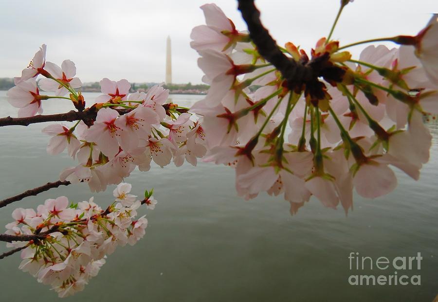 Washington Monument During Cherry Blossom Festival Photograph