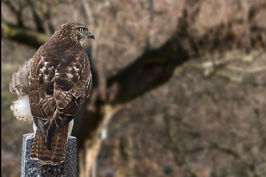 Hawk Photograph - Watchful eyes #1 by Theo Tan
