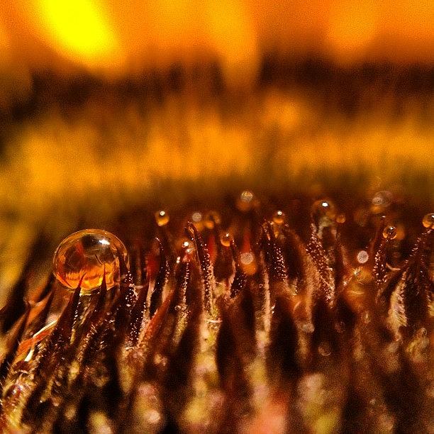 Beautiful Photograph - Water Drop In A Sunflower #webstagram by Tanya Sperling