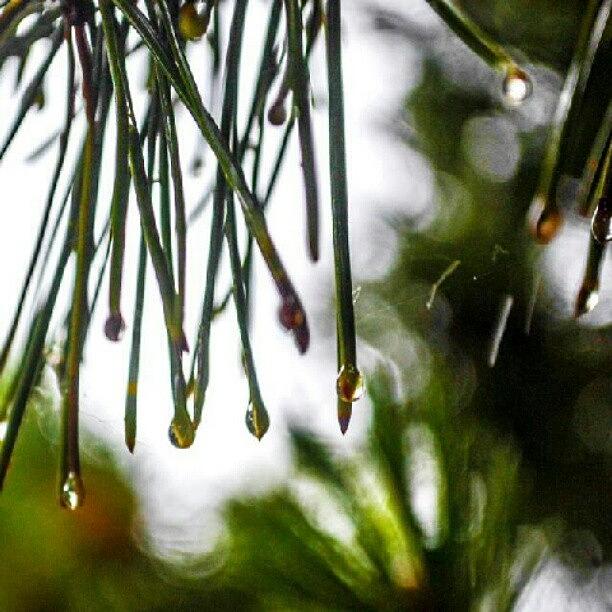 Tree Photograph - Water Droplets On My Pine Tree. #water #1 by Becca Watters
