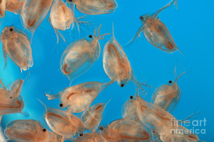 Water Flea Daphnia Magna #1 Photograph by Ted Kinsman