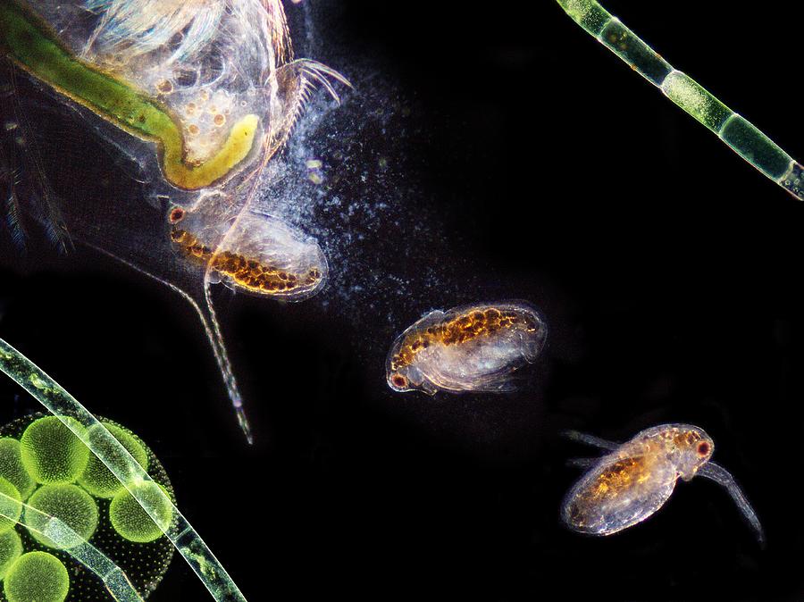 Nature Photograph - Water Flea Giving Birth #1 by Laguna Design