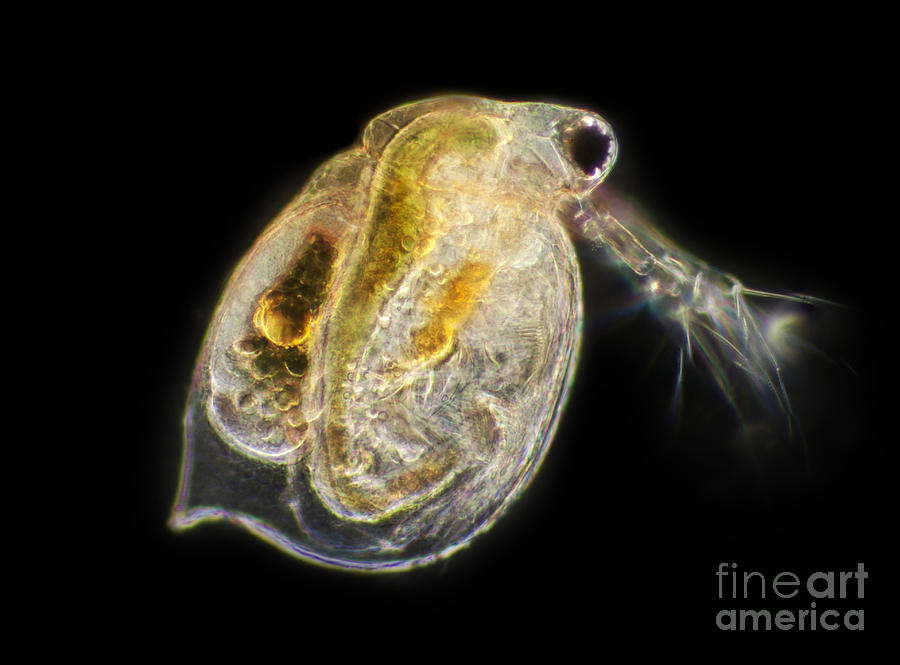 Water Flea, Lm #1 Photograph by Ted Kinsman