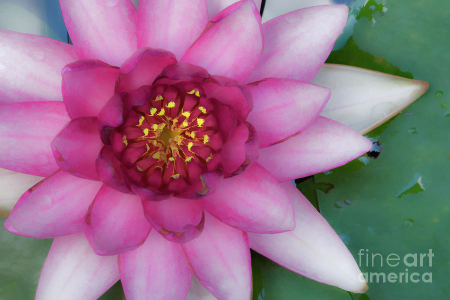 Water Lilly - D007668c #1 Photograph by Daniel Dempster
