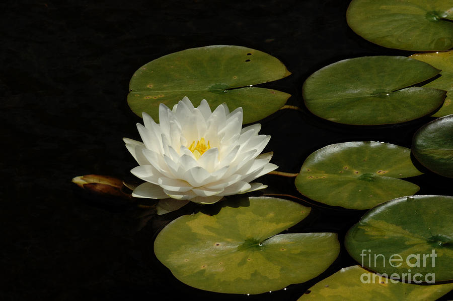Water Lily 1 #1 Photograph by Bob Christopher